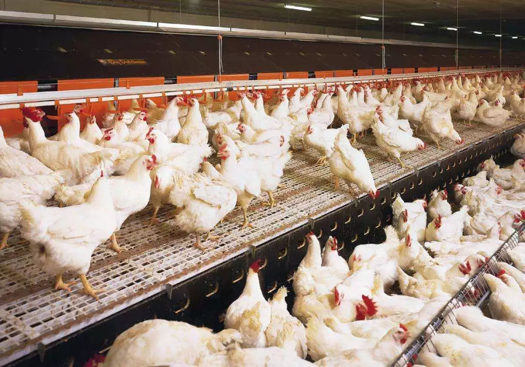 氨气在家禽养殖中是不可避免的，下面来看一下氨气浓度过大的危害