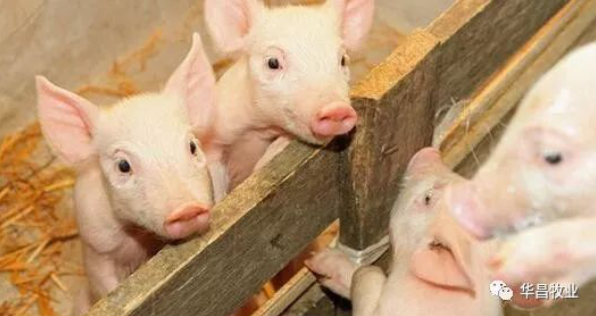 冬季养殖，改善猪场空气质量就等于优化料肉比！