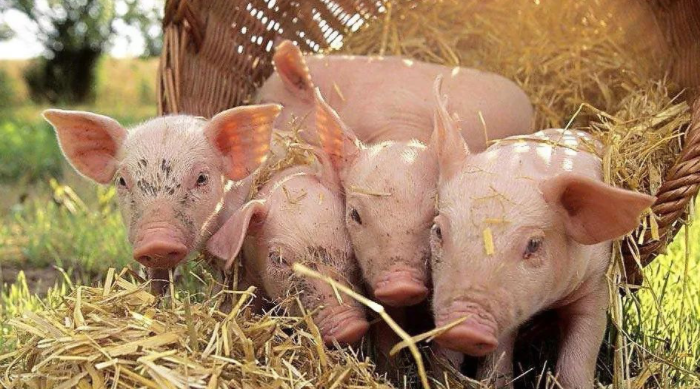 冬季养殖，改善猪场空气质量就等于优化料肉比！