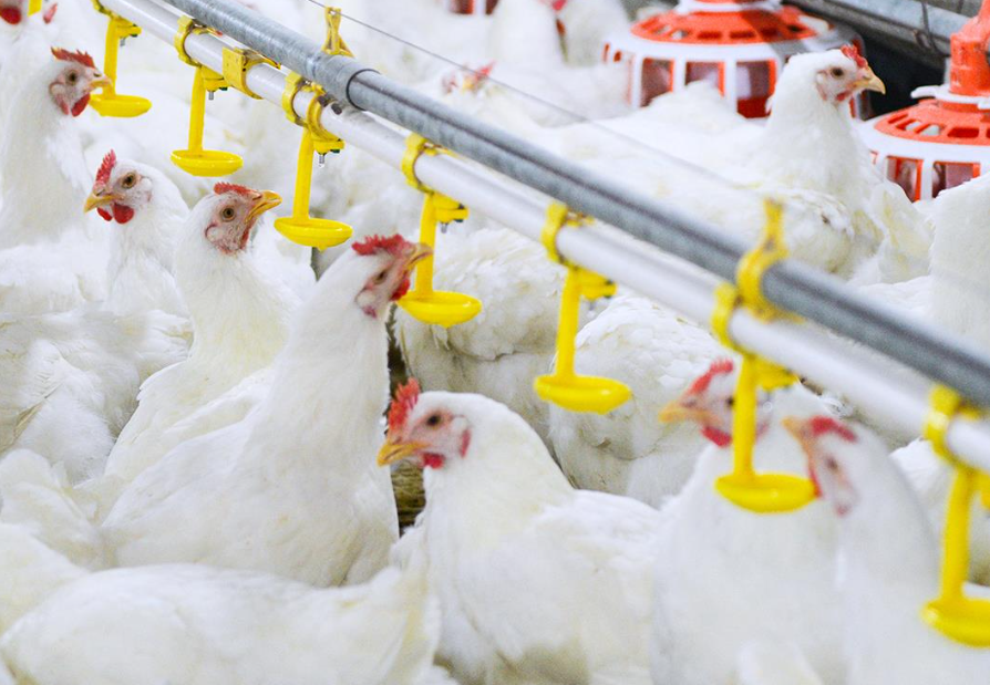 丝兰提取物使用在肉鸡中对产蛋量有何变化？